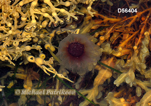 Lion's Mane Jellyfish (Cyanea capillata)